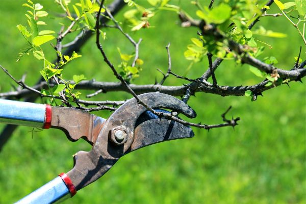 Cost of Branches Pruning in Hayden