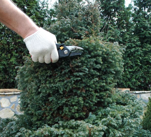 Cost of Ornamental Tree Trimming in Hayden