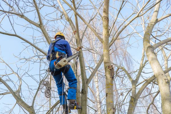 Cost of Large Tree Trimming in Hayden