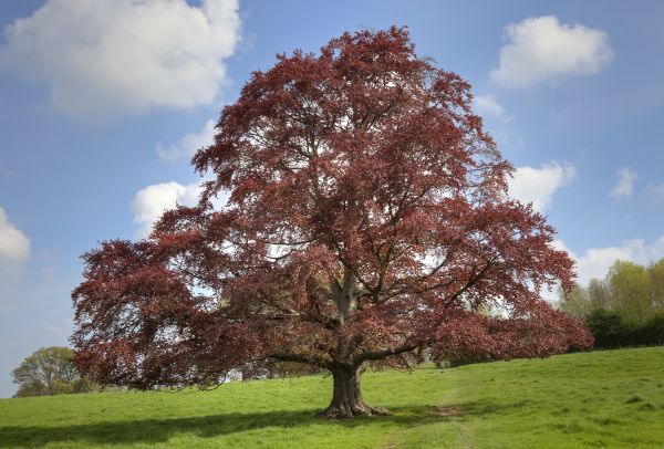 Cost of Beech Tree Pruning in Hayden