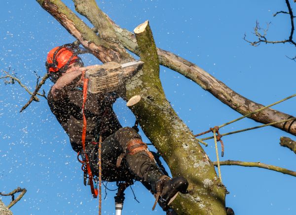 Tree Trimming Service in Hayden