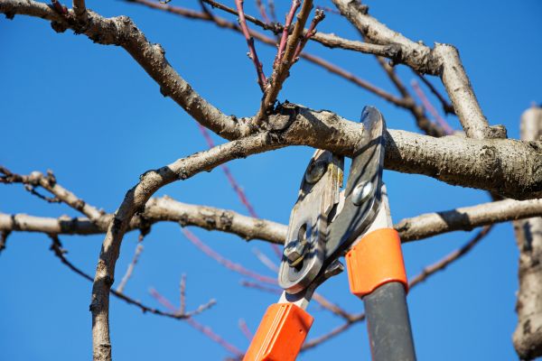 Tree Pruning in Hayden