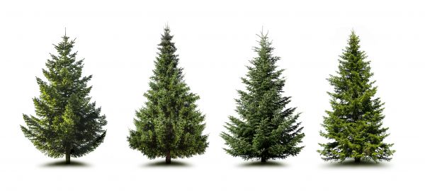 Cost of Pine Tree Trimming in Hayden