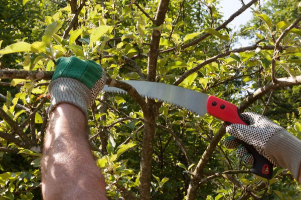 Apple Tree Trimming in Hayden
